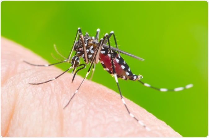Aedes aegypti mosquito on human skin. Image Credit: Khlungcenter / Shutterstock