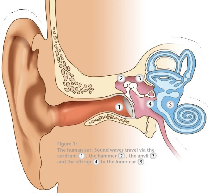 The human ear: Sound waves travel via the eardrum(1) , the hammer (2), the anvil (3)and the stirrup (4)to the inner ear (5).