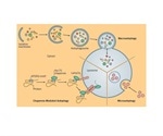 Function and Mechanisms of Autophagy