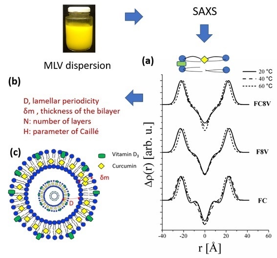 a) Electron density profiles of lipid bilayers obtained by fitting of SAXS patterns of liposome dispersions loaded with curcumin (FC) alone, with 0.002 wt% vitamin (F8V) or with 0.002 wt% vitamin + curcumin (FC8V) and measured at different temperatures.12 3b) parameters extracted using SAXS data analysis and c) schematic representation of the formed structures and the parameters that can be found using SAXS. Data courtesy of Professor Cristiano Oliveira (USP) measured with a Xeuss instrument.