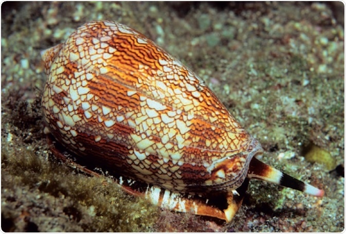 Conus textile – a source of conotoxins. The marine cone snail (Conus textile) is a source of the neurotoxic peptide known as conotoxin. Cone snails use a hypodermic-like tooth and a venom gland to attack and paralyze their prey before engulfing it.