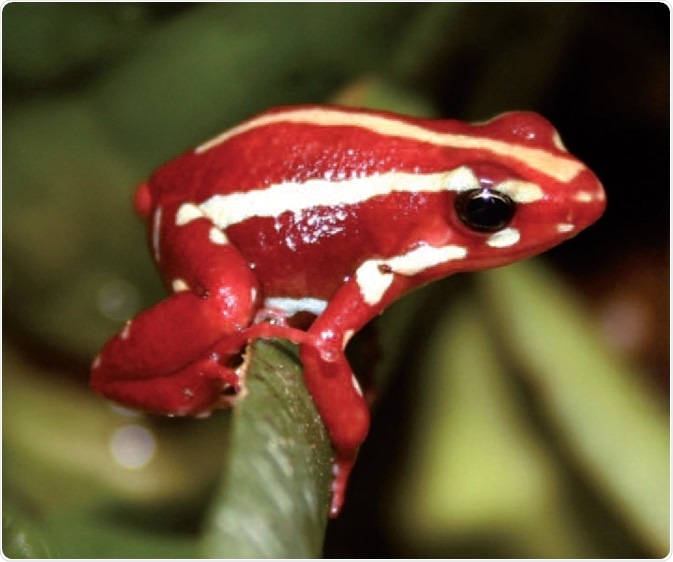 Epipedobates tricolor – a source of epibatidine. Epibatidine is an alkaloid found on the skin of the endangered Ecuadorian frog (Epipedobates tricolor). The frog uses the compound to protect itself from predators, as it can kill animals many times larger than itself.