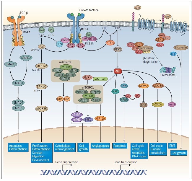 Intracellular Signaling Pathways in Tumorigenesis and Cancer Progression