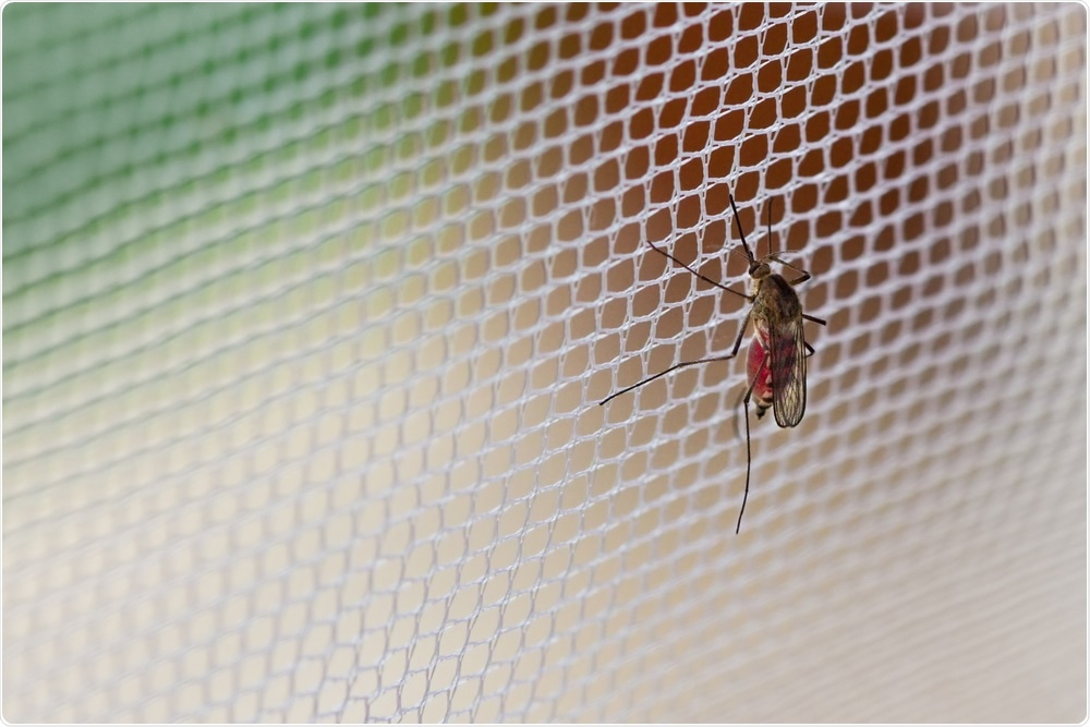 Mosquito sat on net
