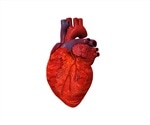 Scientists 3D print full-scale functioning heart components for the first time