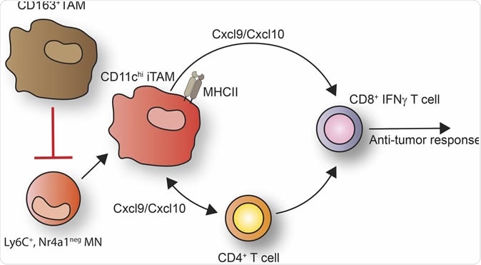 Specific targeting of CD163+ TAMs mobilizes inflammatory monocytes and promotes T cell–mediated tumor regression. Credit: JEM by Rockefeller University Press
