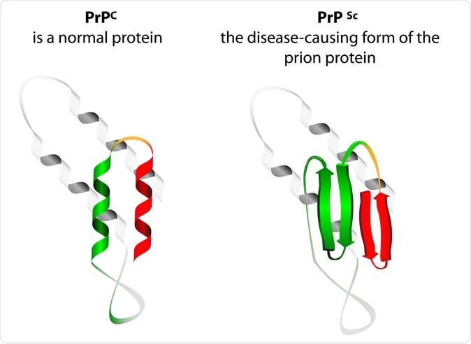 Prion an composed of protein in a misfolded form. Prions are responsible for the transmissible mad cow disease. Image Credit: Designua / Shutterstock