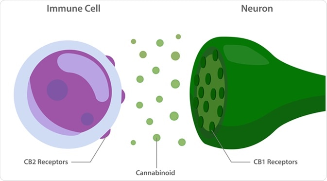 The Endocannabinoid system with cannabinoid receptors between immune cell and neuron. Image Credit: About time / Shutterstock