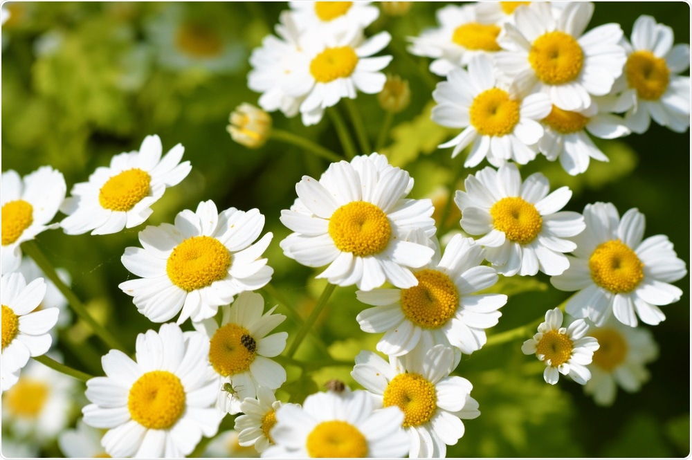 Feverfew is a common wild flower that grows in the UK