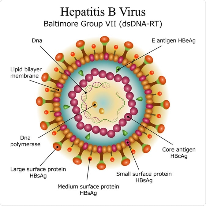 Diagram of Hepatitis B virus particle structure. Image Credit: Moonnoon / Shutterstock