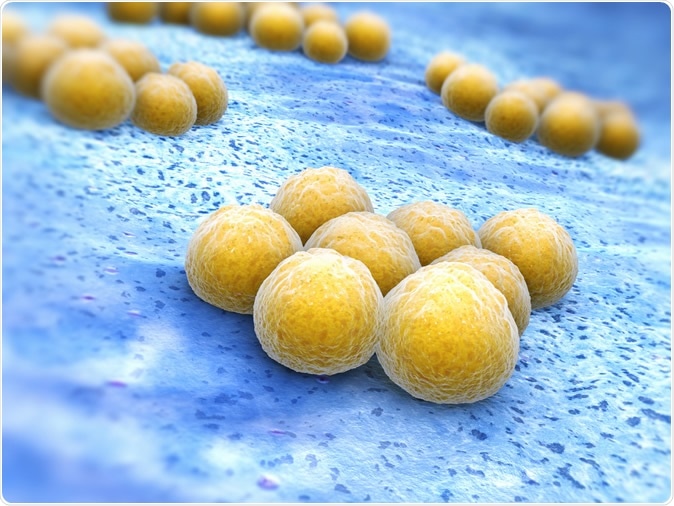 Staphylococcus aureus (MRSA). Illustration Credit: Tatiana Shepeleva / Shutterstock