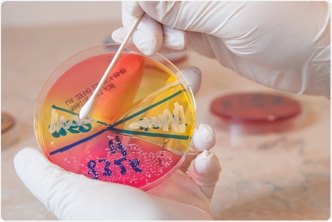 Sterile swab and Staphylococcus aureus bacteria on petri dish. Image Credit: Zaharia Bogdan Rares / Shutterstock