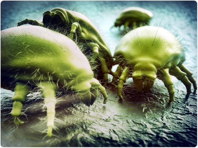 House dust mite. Image Credit: Crevis / Shutterstock