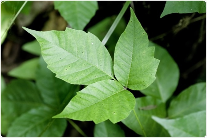 Close up detail of a Poison Ivy Plant. Image Credit: Tim Mainiero / Shutterstock