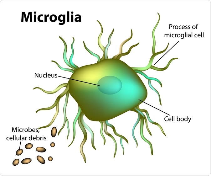 Microglial cell. Image Credit: Sakurra / Shutterstock