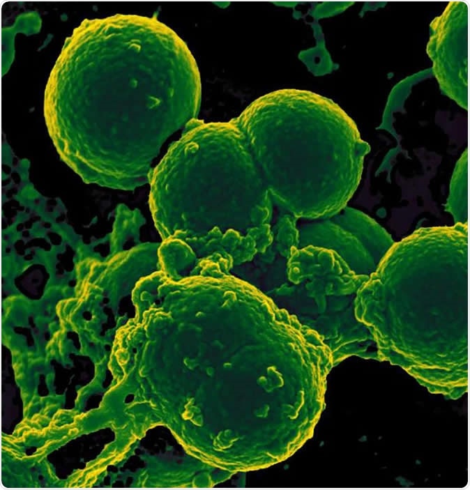 Scanning electron micrograph of neutrophil ingesting methicillin-resistant Staphylococcus aureus bacteria.NIAID