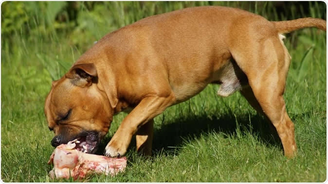 Raw food denotes any meat, internal organs, bones and cartilage fed to pets uncooked. Image Credit: Johanna Anturaniemi