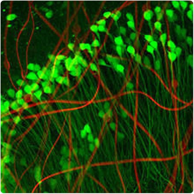 Neuron-like electronics (red) mimic the shape, size, and flexibility of neurons (green), enabling them to maintain symbiosis with native brain tissue (Credit: Xiao Yang, Lieber Lab)