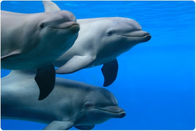 Common bottlenose dolphin (Tursiops truncatus) Image Credit: R. Maximiliane / Shutterstock