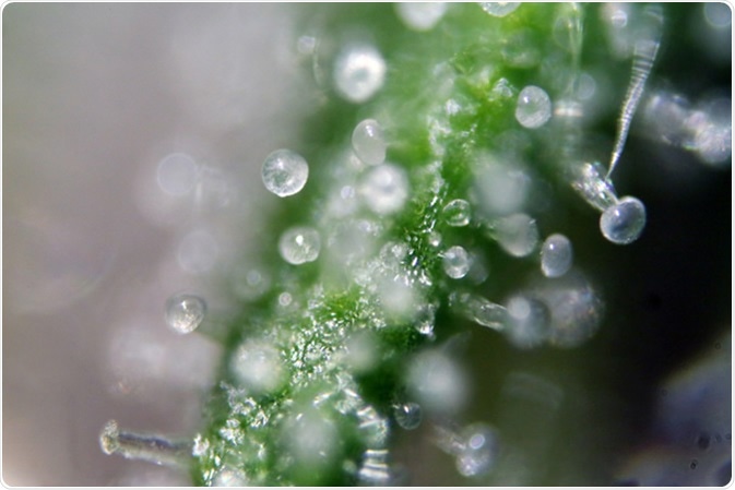 Female Cannabis flower seen under a microscope. Image Credit: Mikeledray / Shutterstock
