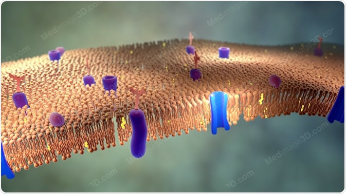 3D Rendering Lipid Bi-Layer Cell Anatomy - Illustration Credit: Nathan Devery / Shutterstock