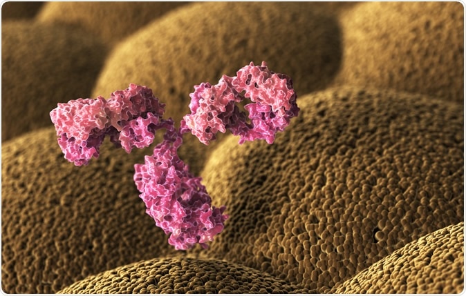 Human antibody (immunoglobulin). 3D illustration Image Credit: Tatiana Shepeleva / Shutterstock