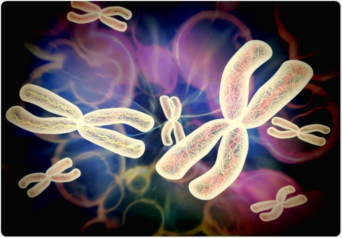 Chromosomes X. Image Credit: Giovanni Cancemi / Shutterstock