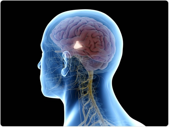 3d illustration of the hypothalamus in the human brain - Image Credit: Sebastian Kaulitzki / Shutterstock