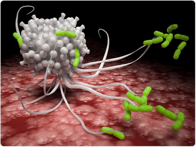 Digital medical illustration depicting a macrophage (white blood cell) attacking pathogens with its pseudopodia. 3D rendering - Illustration Credit: David Marchal / Shutterstock