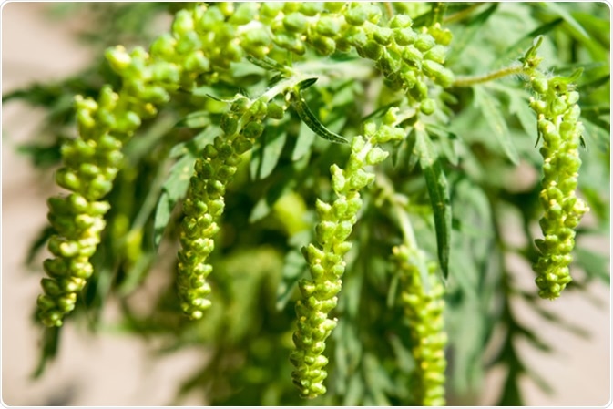 Ragweed pollen is notorious for causing allergic reactions in humans, specifically allergic rhinitis. Image Credit: FloriCos / Shutterstock