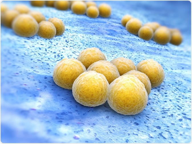 Staphylococcus aureus (MRSA). Image Credit: Tatiana Shepeleva / Shutterstock
