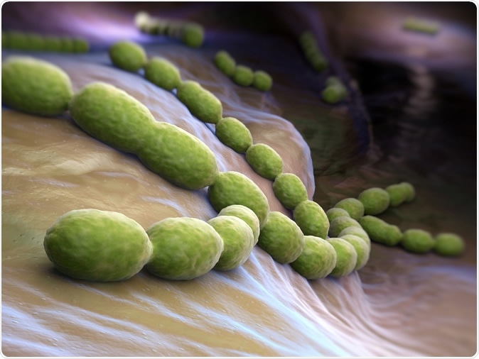 Streptococcus pneumoniae. Gram-positive coccus shaped pathogenic bacteria. - Illustration Credit: Tatiana Shepeleva / Shutterstock