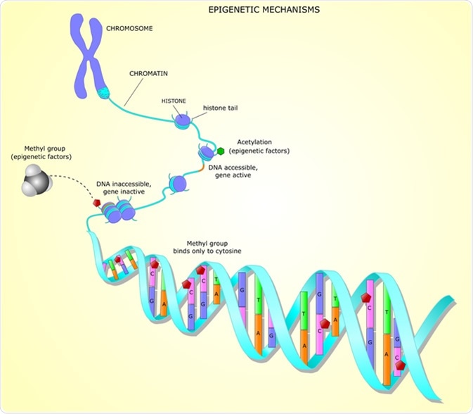 Epigenetic mechanisms: the methylation or acetylation of the dna can activate or not the gene transcription. Image Credit: ellepigrafica / Shutterstock