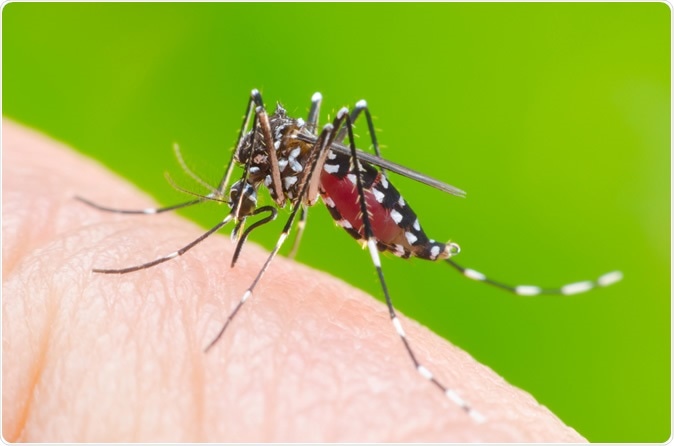 Aegypti mosquito on human skin. Image credit: Khlungcenter / Shutterstock