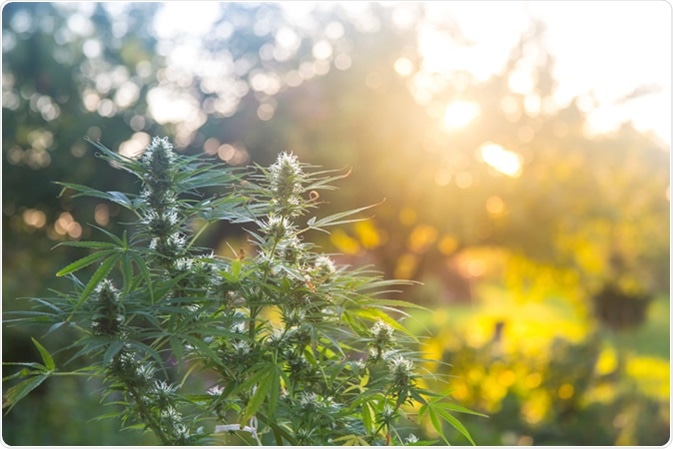 Cannabis sativa. Image Credit: Filip Jedraszak / Shutterstock