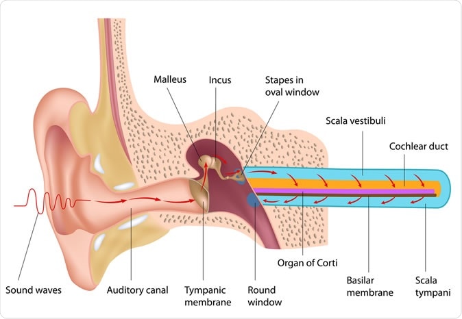 Mechanism of hearing - Illustration Credit: Alila Medical Media / Shutterstock