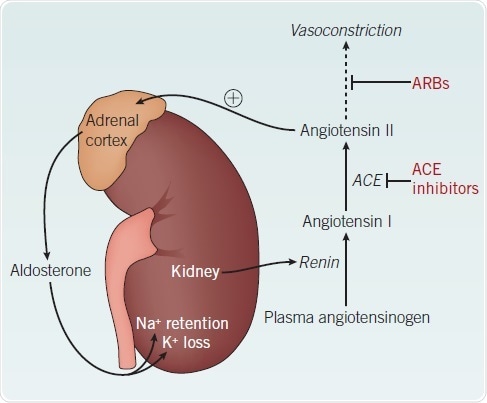 The renin-angiotensin-aldosterone system.