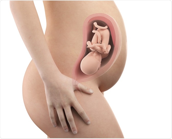 Pregnant woman with visible uterus and fetus week 32 - IllustrationImage Credit: Sebastian Kaulitzki / Shutterstock