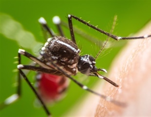 UC San Diego researchers receive CIRM grants to advance studies on Zika virus and cancer