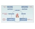 Heart Failure Cardiovascular Research