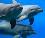 Antibiotic resistance in dolphins mirrors disturbing trend in humans
