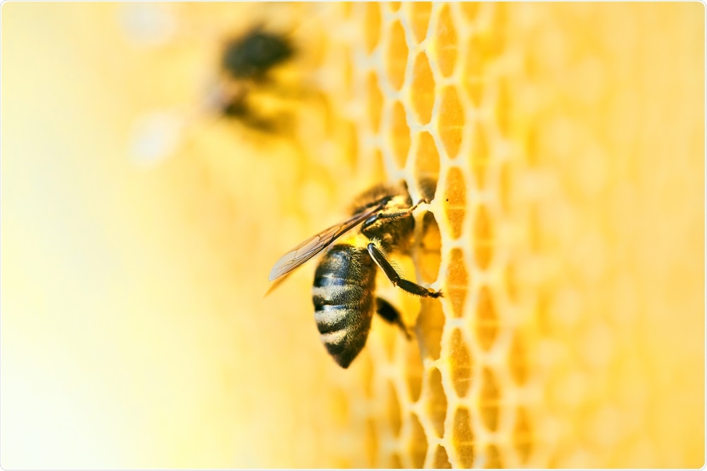 Beekeeping - photo of bee on hive
