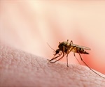 Concerns over GM mosquitoes released in Brazil