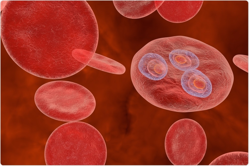 Trophozoites inside red blood cells (stage in the malaria life cycle)
