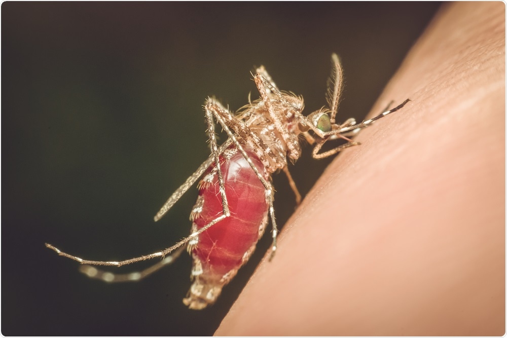 Mosquito sucking blood from arm of human. Showing transmission of malaria.