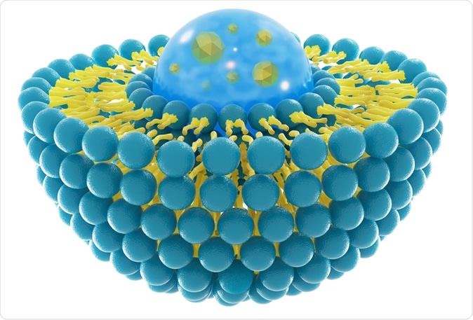 Liposome structure cell 3D rendering Image Credit: luminance studio / Shutterstock