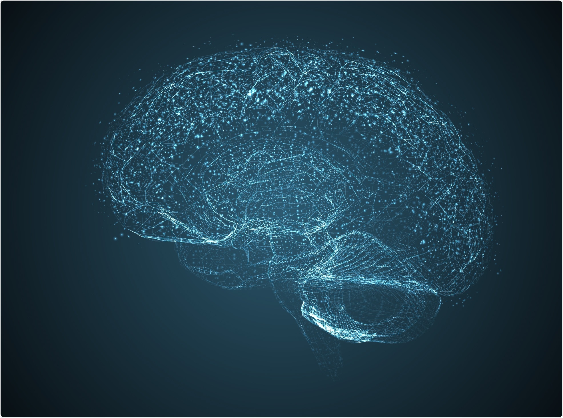 Brain - neuroscience