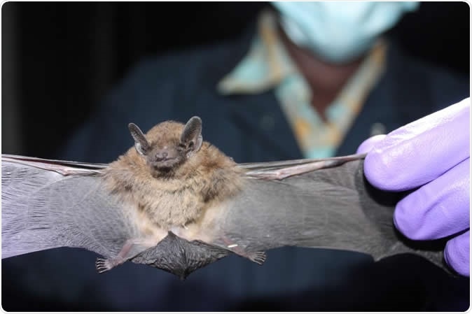A researcher examines a Pipistrellus hesperidus, or Dusky Pipistrelle bat. Credit: Kirsten Gilardi, UC Davis