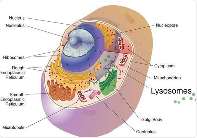 The cathepsins in the study were cysteine cathepsins and are best known for their work in the lysosome, a cell organelle, where they break down unneeded proteins into amino acids. Image Credit: National Institutes of Health