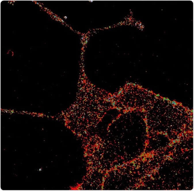GLP1R visualized in insulin-secreting beta cells at super-resolution. Image Credit: University of Birmingham